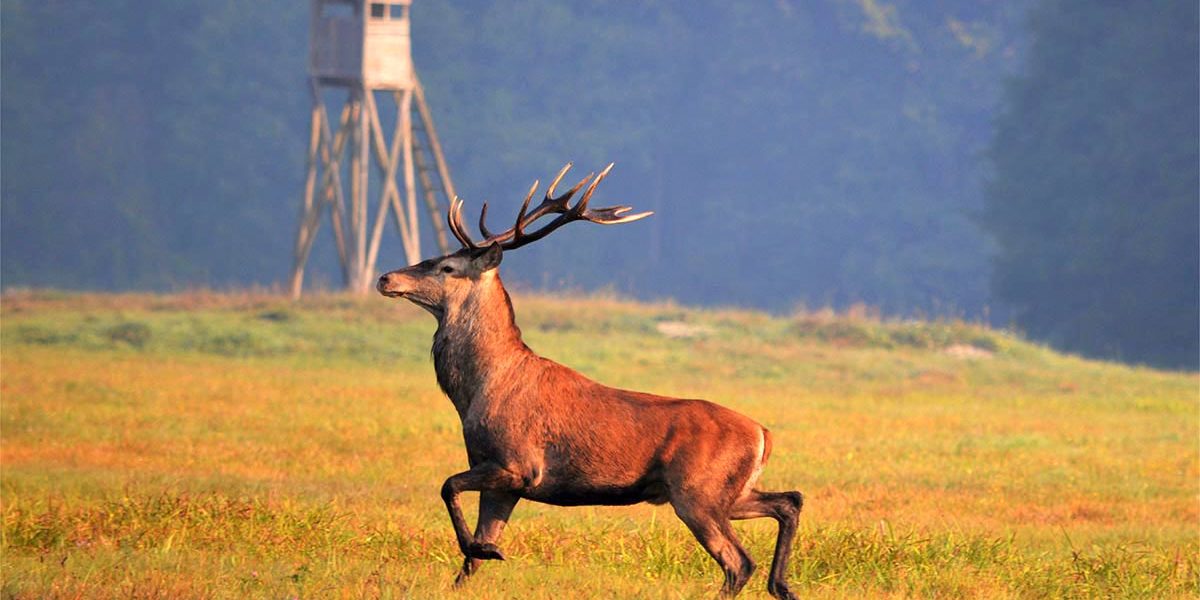daniel_czernik-2-2018